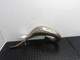 98 99 Ktm 125 125sx Ktm 125exc Oem Exhaust Pipe Head Pipe Chamber 50305008000